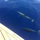 Delfini davanti a Deiva Marina